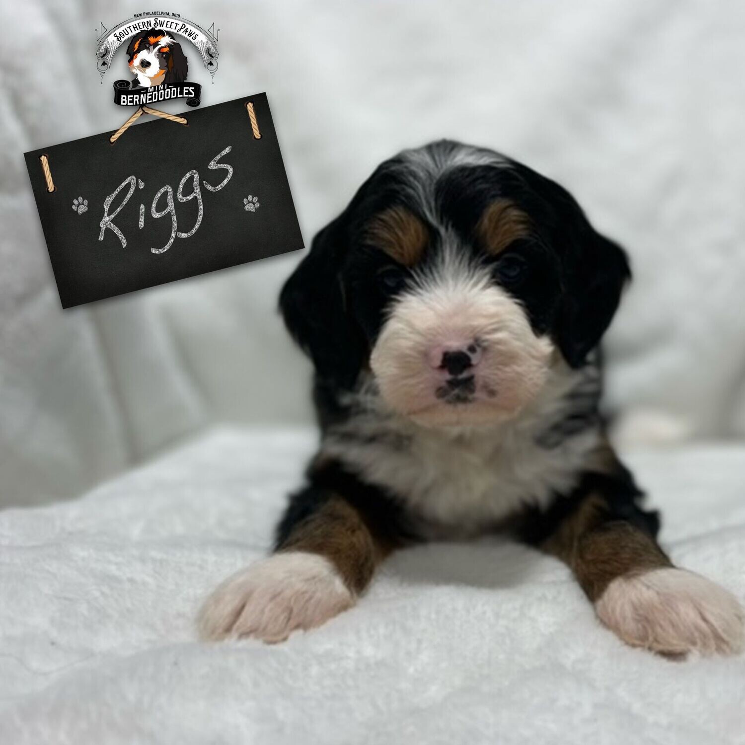 RIGGS - Puppy Deposit