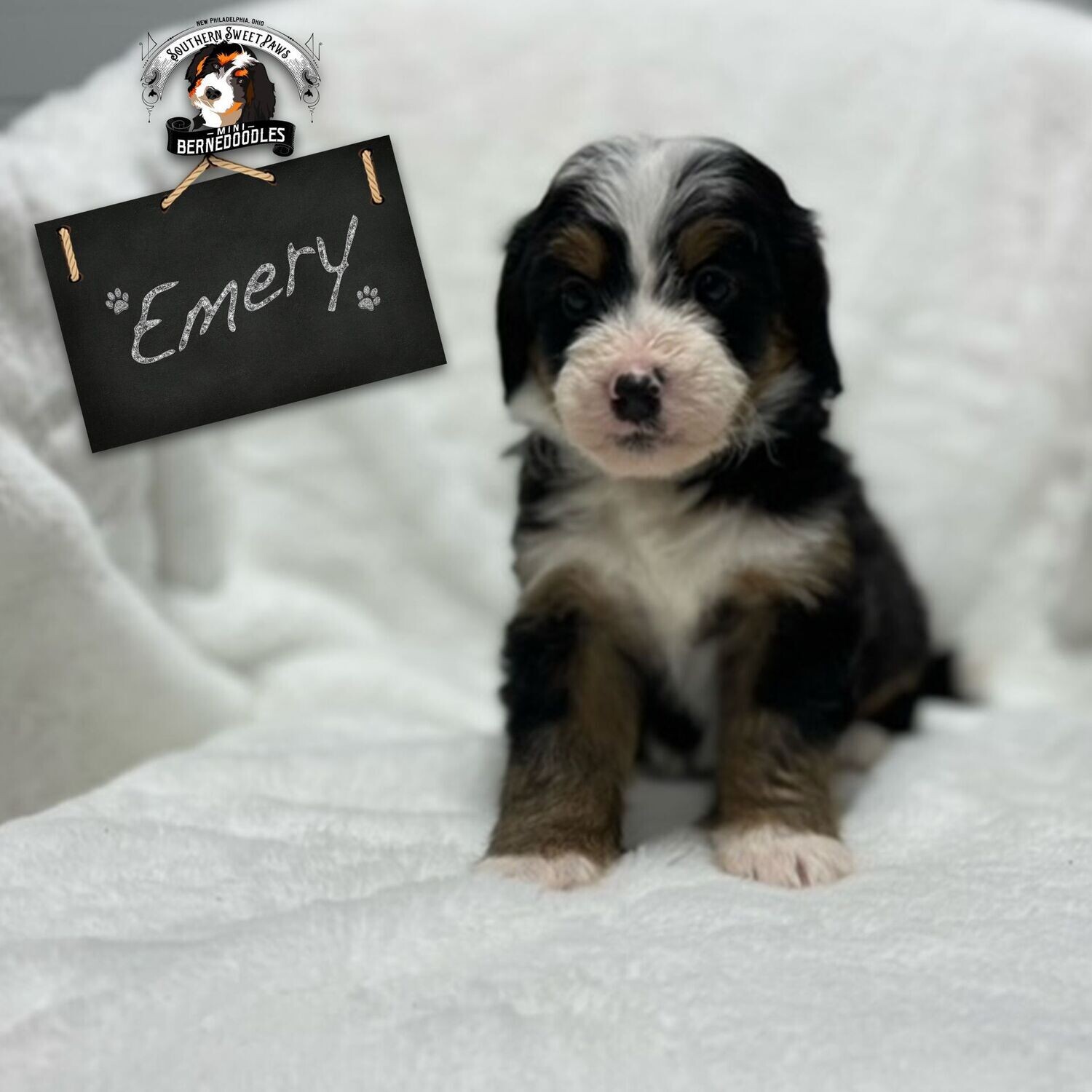 EMERY - Puppy Deposit