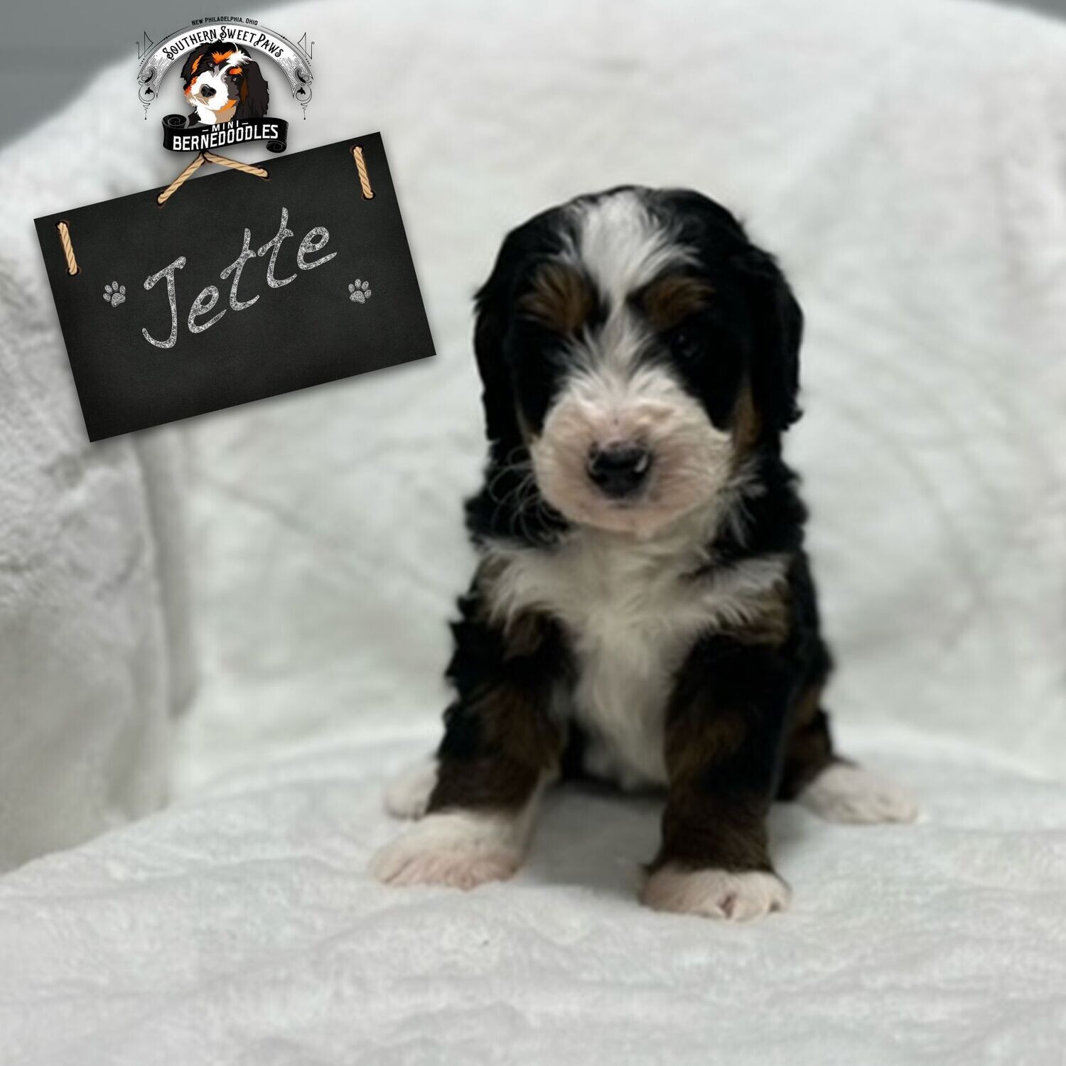 JETTE - Puppy Deposit