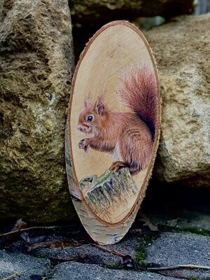 Birkenscheibe Eichhörnchen