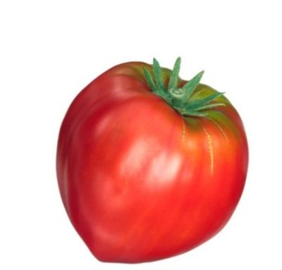 TOMATES CŒUR DE BŒUF SACHET DE 25 GRAINES NON F1