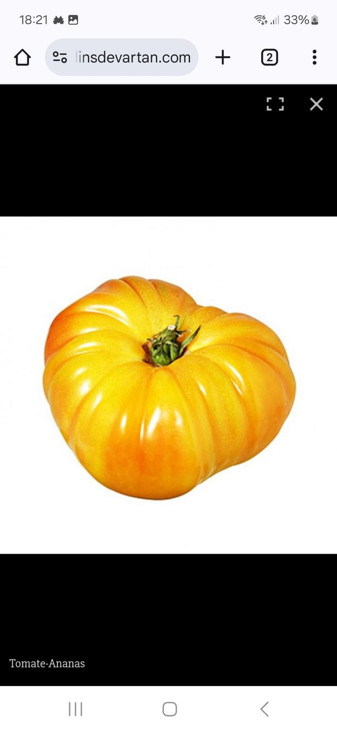 TOMATES ANANAS SACHET DE 25 GRAINES NON F1