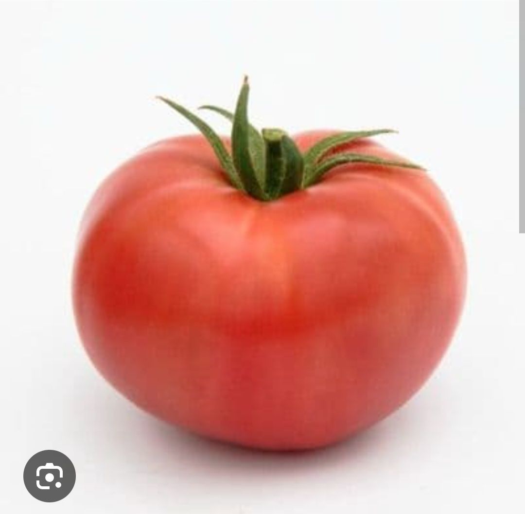 TOMATES SAINT-PIERRE SACHET DE 25 GRAINES NON F1