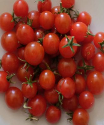 TOMATES PETIT MOINEAU SACHET DE 25 GRAINES NON F1