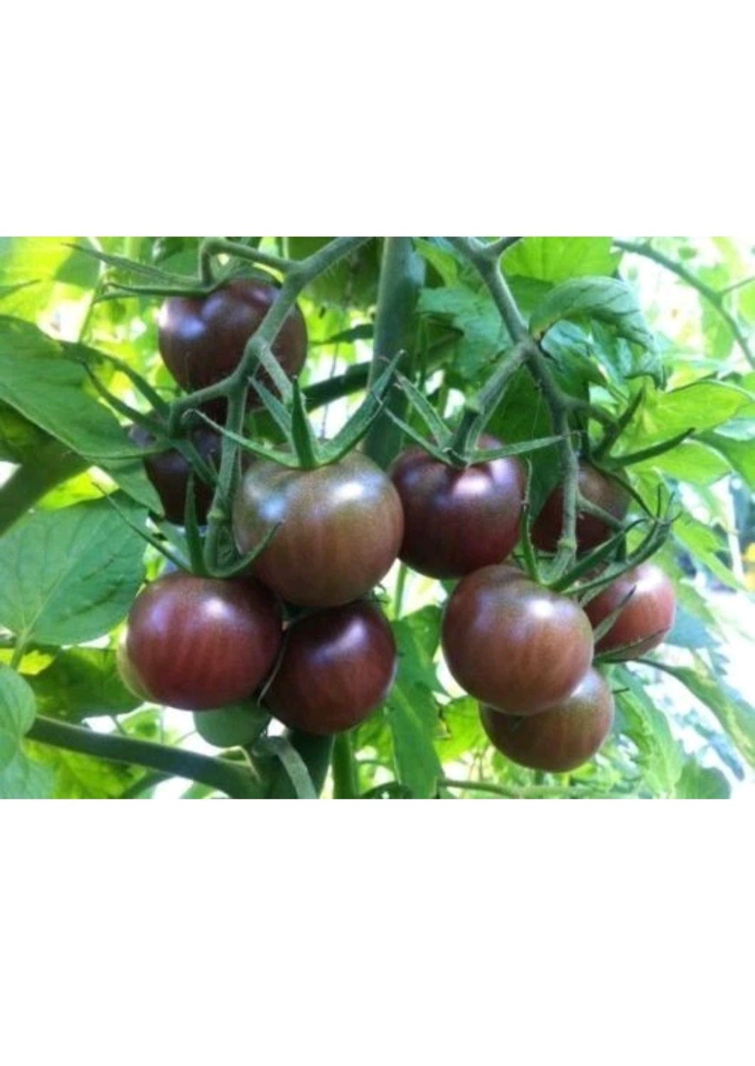 TOMATES BLACK CHERRY SACHET DE 25 GRAINES NON F1