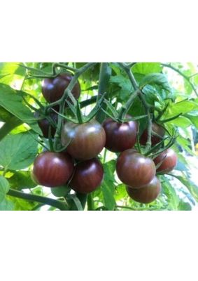 TOMATES BLACK CHERRY SACHET DE 25 GRAINES NON F1