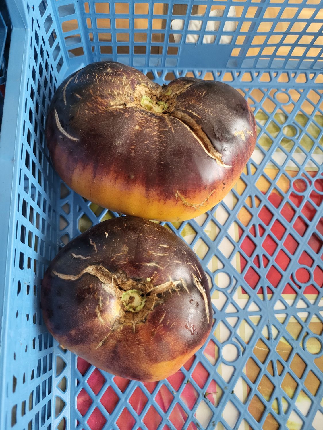 TOMATES AFTERNOON DELIGHT SACHET DE 25 GRAINES NON F1