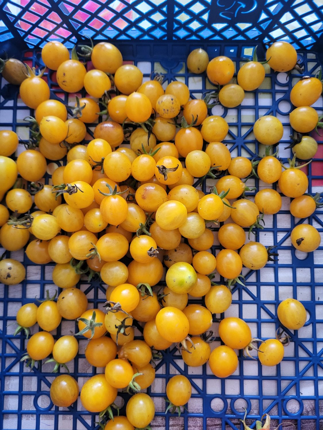 TOMATES COCKTAIL JAUNE SACHET DE 25 GRAINES NON F1