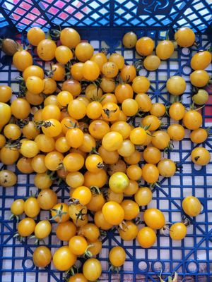 TOMATES COCKTAIL JAUNE SACHET DE 25 GRAINES NON F1