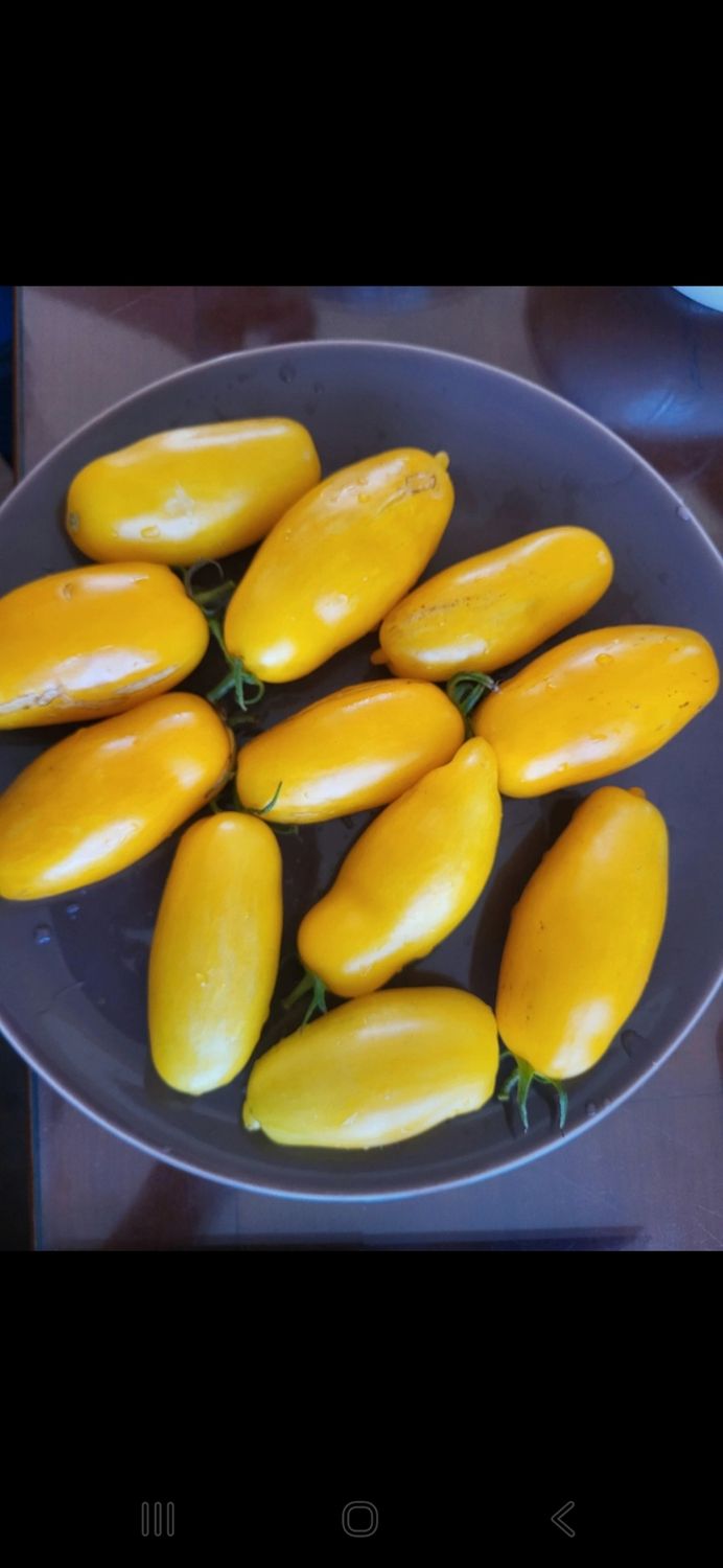 TOMATES BANANA JAUNE SACHET DE 25 GRAINES NON F1