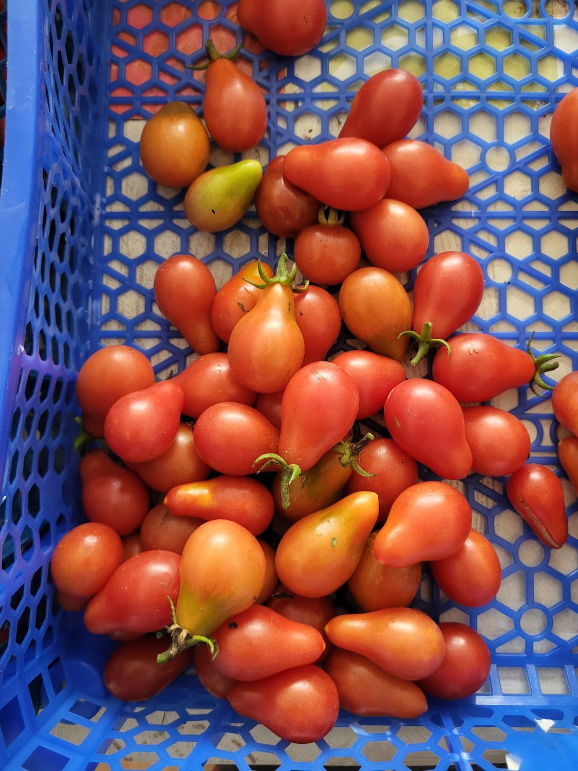 TOMATES POIRE ROUGE SACHET DE 25 GRAINES NON F1