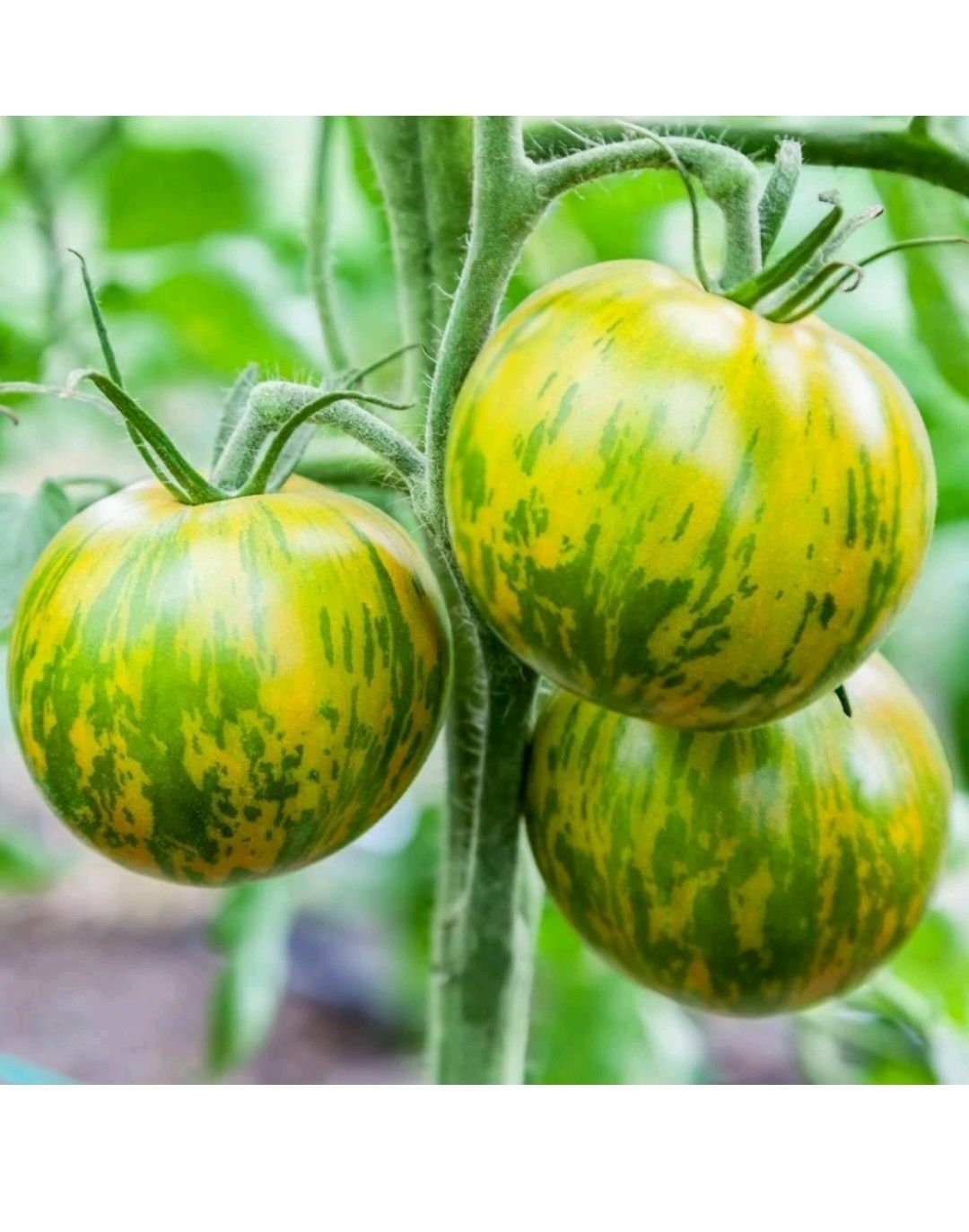 TOMATES GREEN ZEBRA SACHET DE 25 GRAINES NON F1