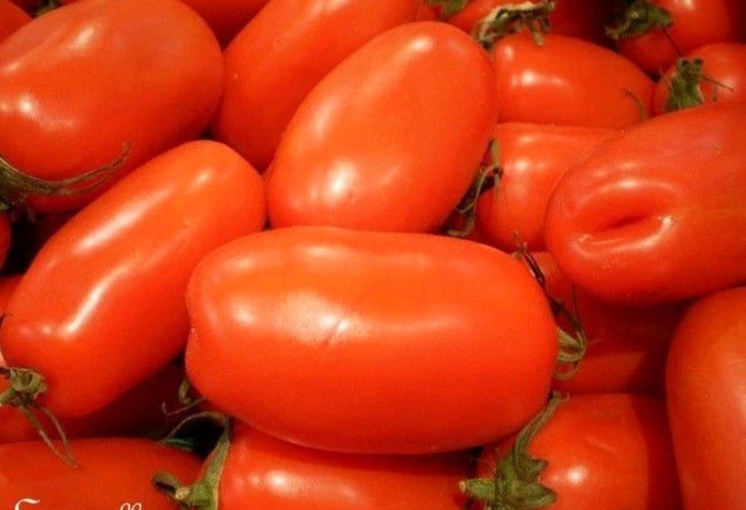 TOMATES ROMA SACHET DE 25 GRAINES NON F1