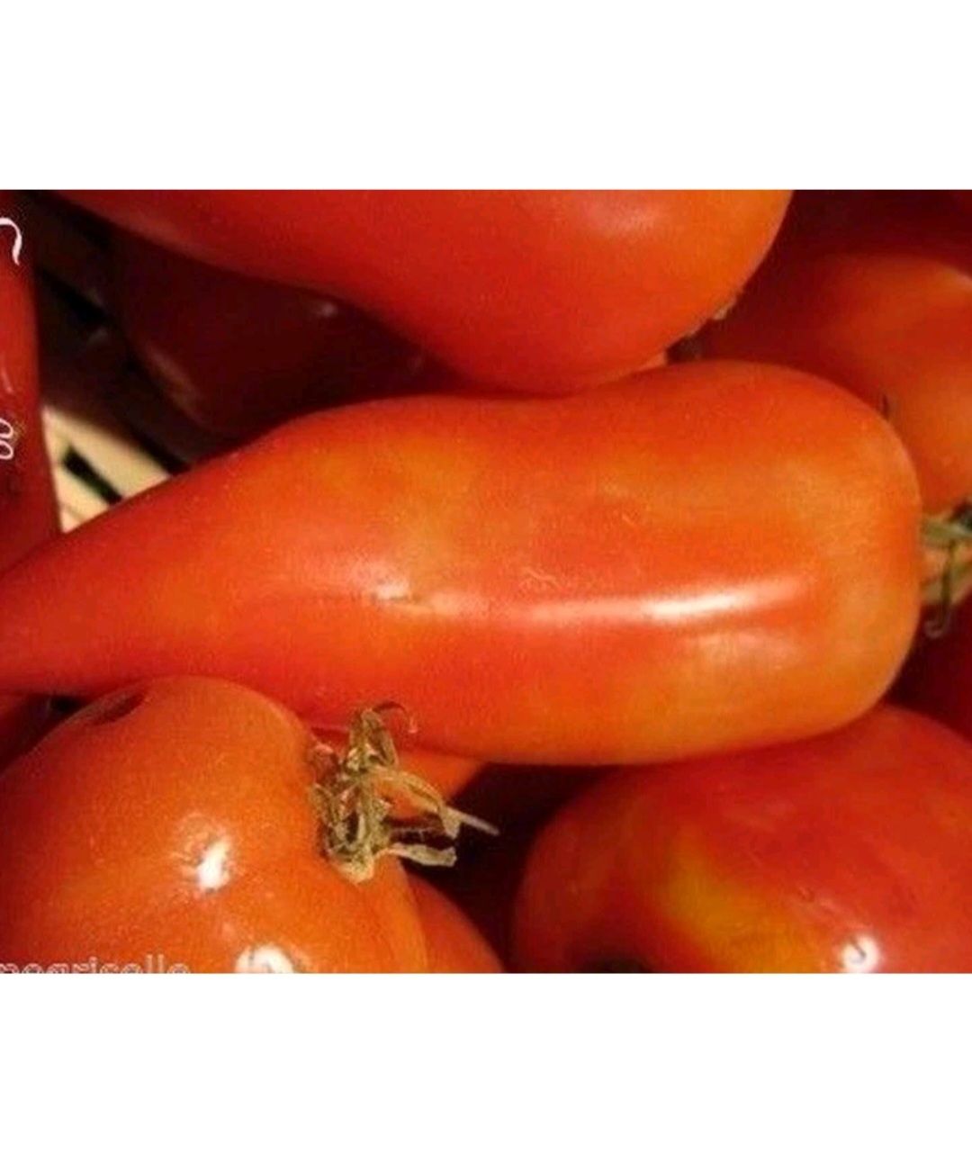 TOMATES CORNUE ANDINE SACHET DE 25 GRAINES NON F1