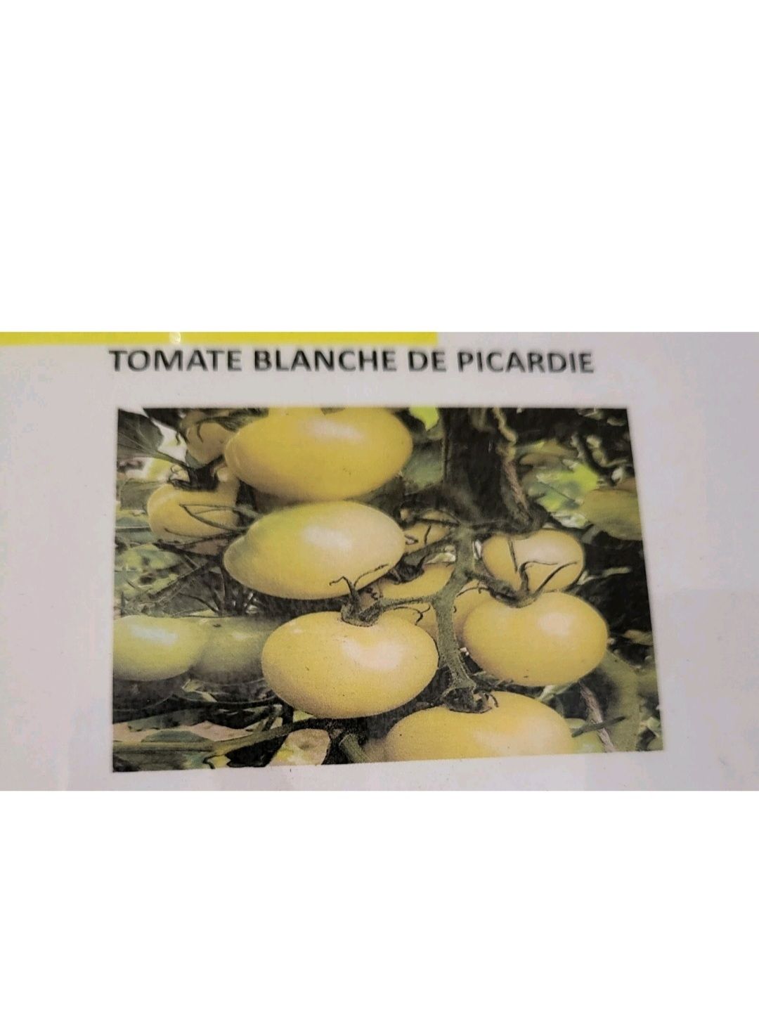 TOMATES BLANCHE DE PICARDIE SACHET DE 25 GRAINES NON F1
