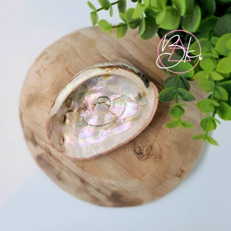 Abalone Schelp × Mini Abalone Schelp × Mini