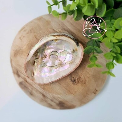 Abalone Schelp × Mini Abalone Schelp × Mini