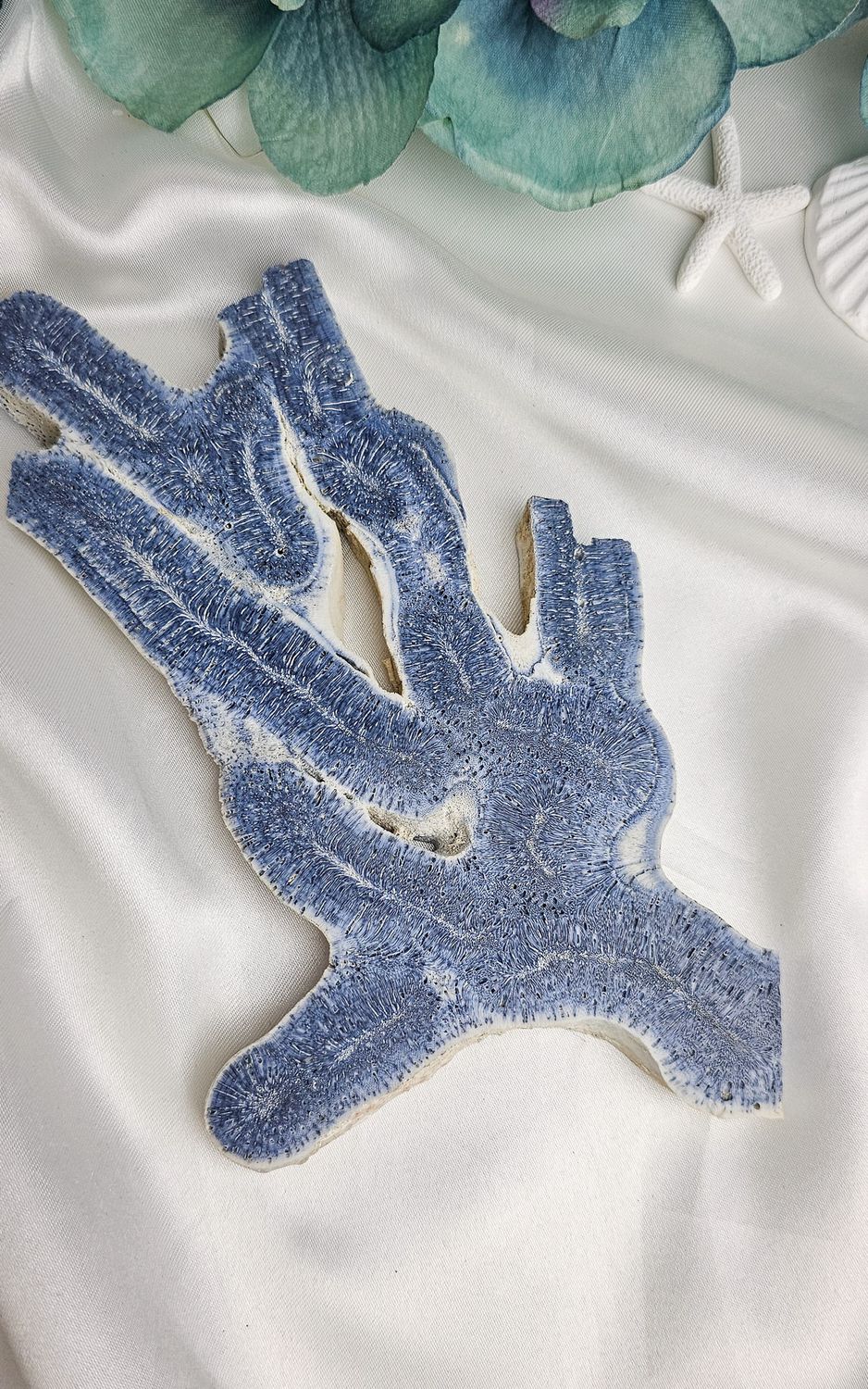 Fossil Blue Coral Slab (Big)