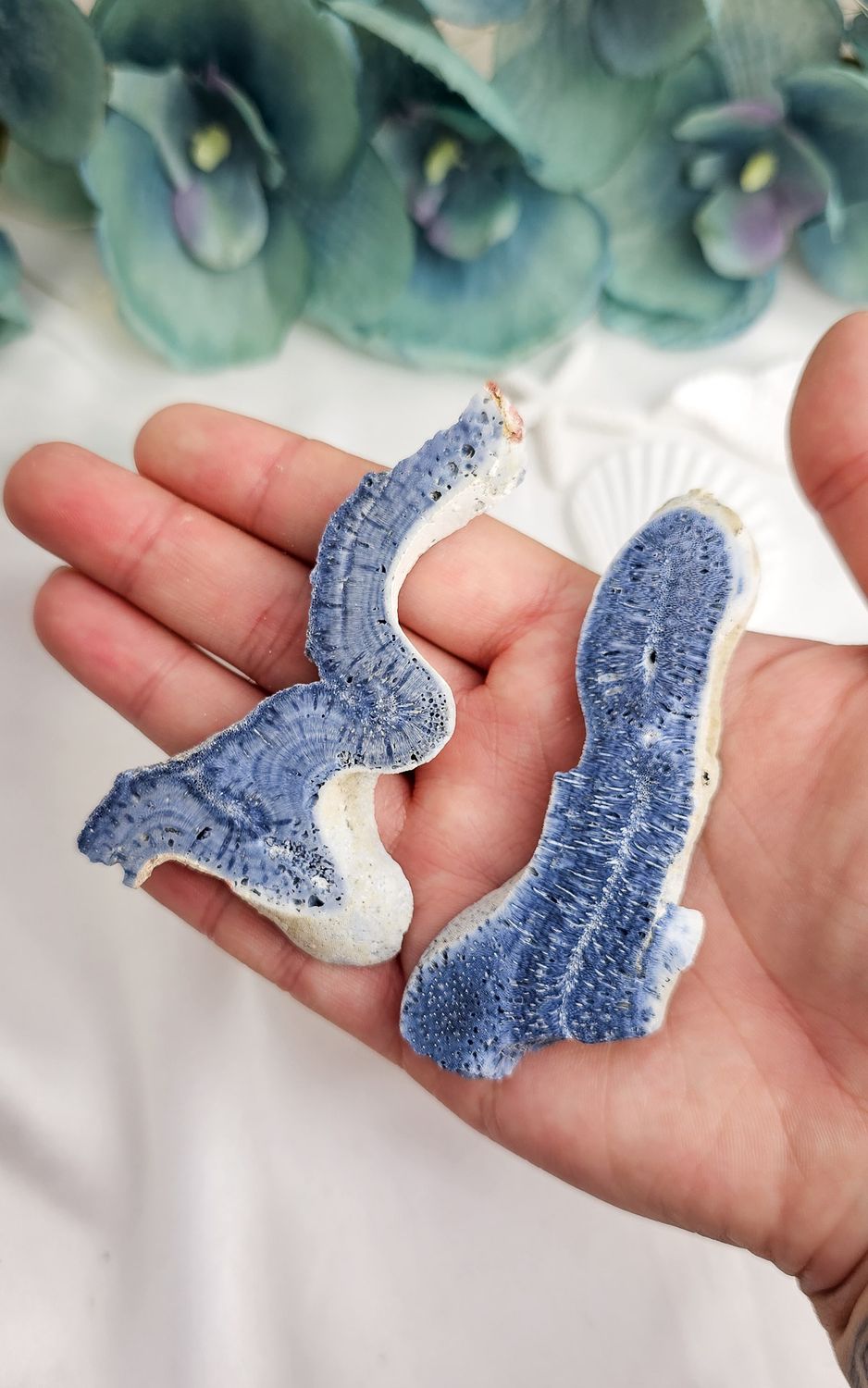 Fossil Blue Coral Slab