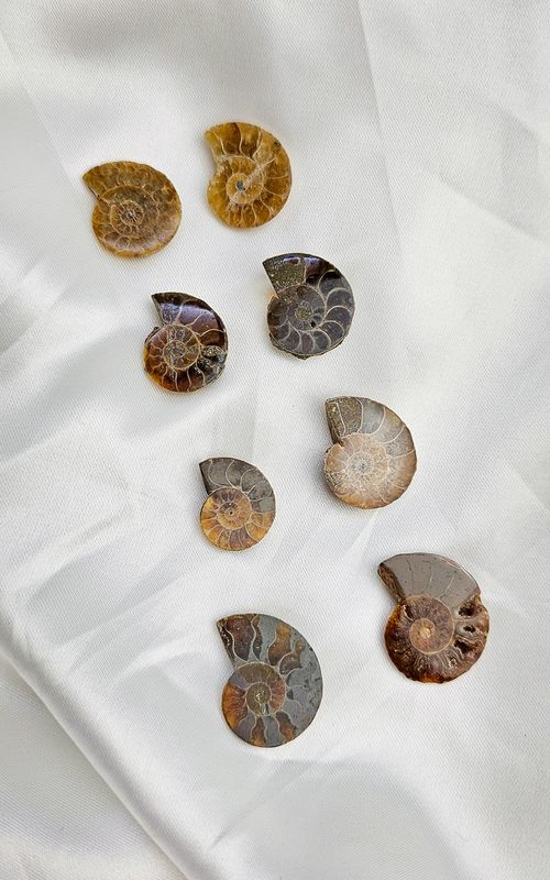 Ammonite