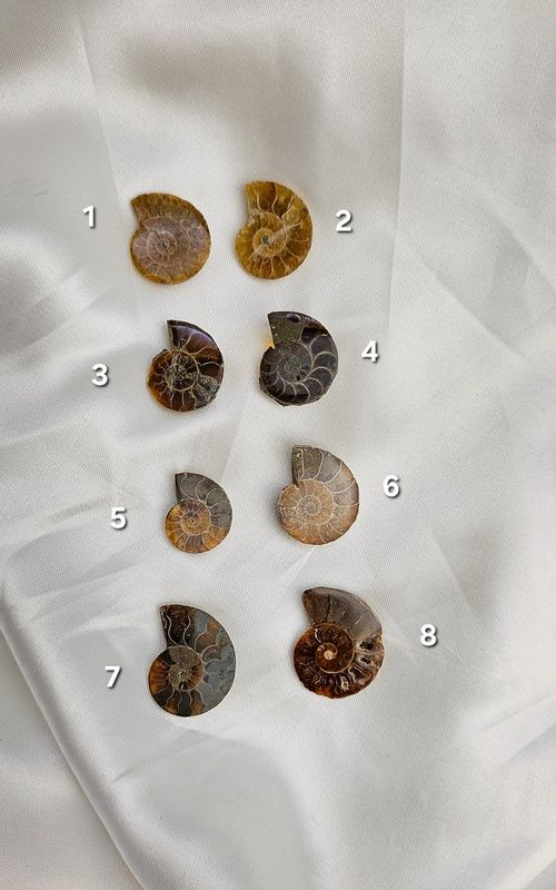 Ammonite
