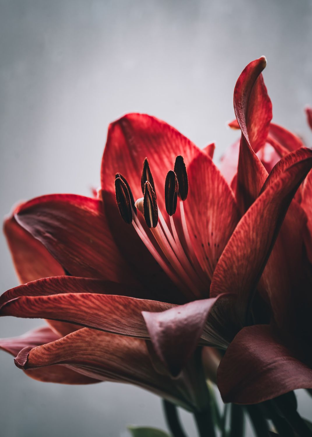 Amaryllis (Blank Inside)