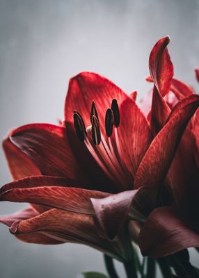 Amaryllis (Blank Inside)