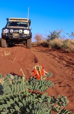 TROOPY COLLECTION