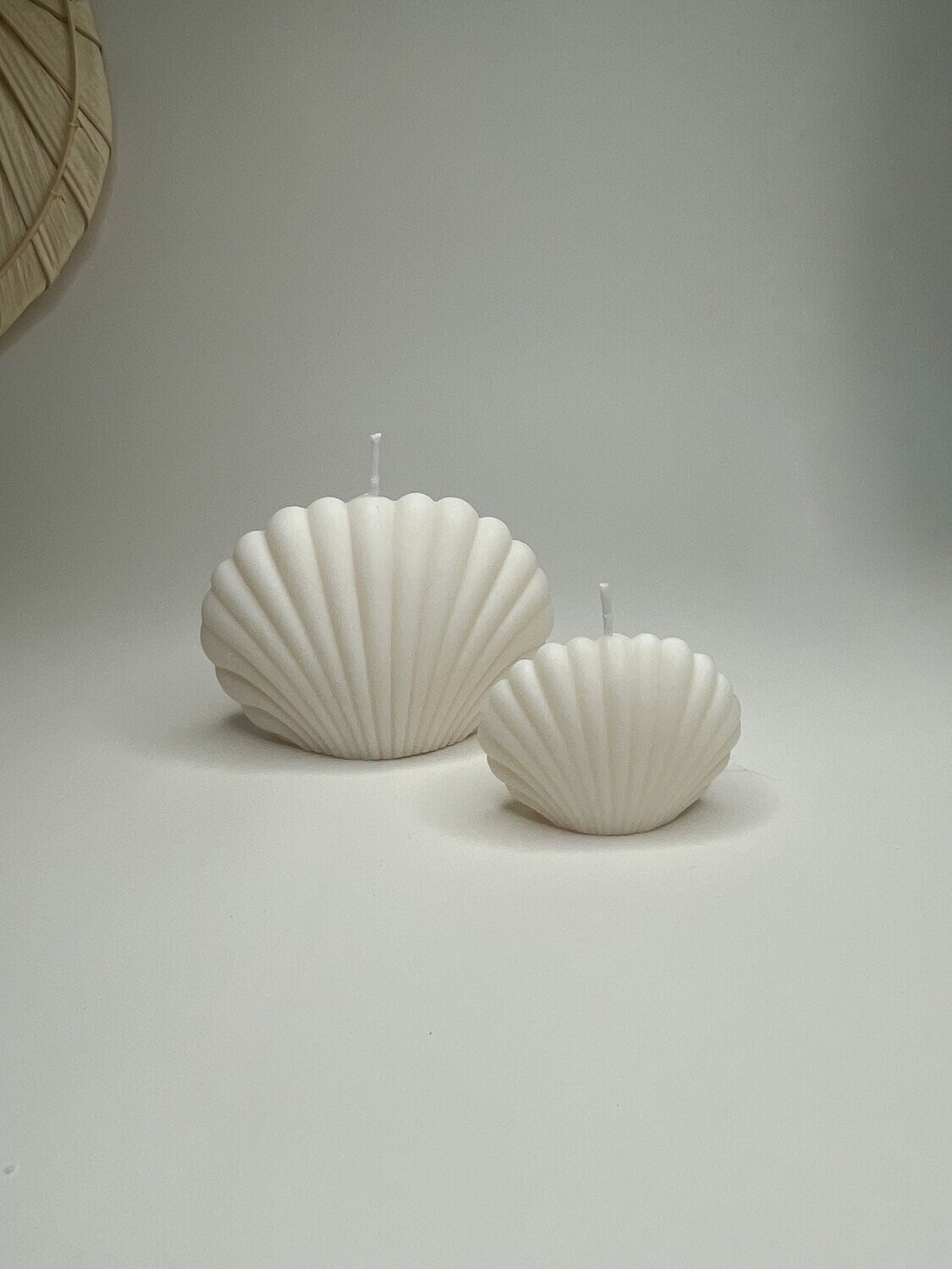 Seashell set