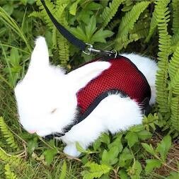 Pettorina - Small Pets Red