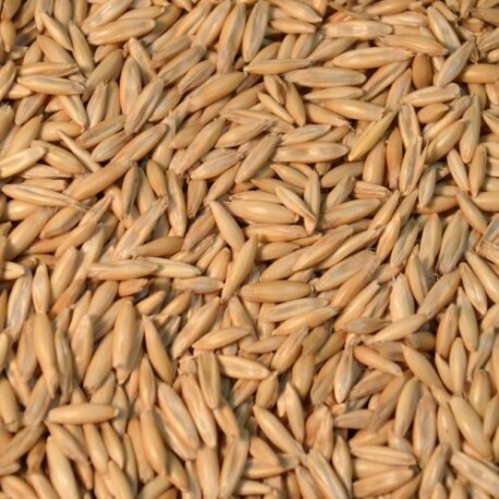 ORNITALIA - Semi di Avena Decorticata
