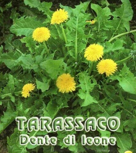 ORNITALIA - TARASSACO IN SEME 150gr