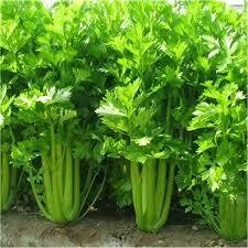 HORTUS Gran Raccolto Zucca Sedano Verde da Taglio