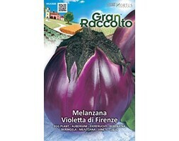 HORTUS Gran Raccolto Melanzana Violetta di Firenza