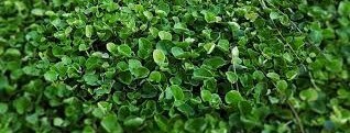 HORTUS Gran Raccolto Dicondra Dichondra Repens