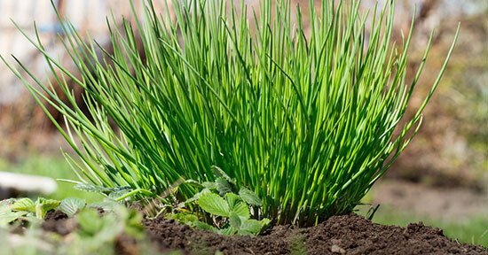 HORTUS Gran Raccolto Erba Cipollina Prager Allium Schoenoprasum
