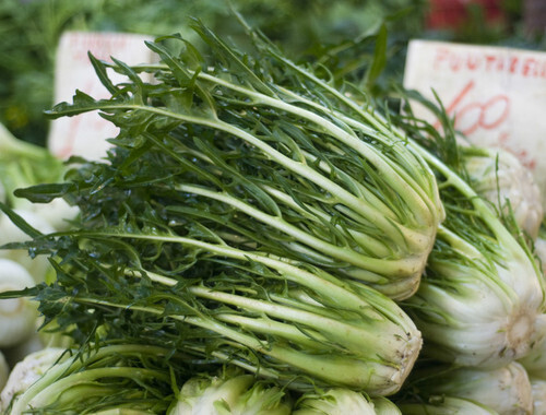 HORTUS Gran Raccolto Cicoria Catalogna Puntarelle di Galatina