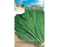 HORTUS Gran Raccolto Cicoria Spadona