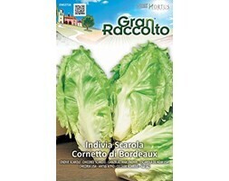 HORTUS Gran Raccolto Indivia Scarola Cornetto di Bordeaux