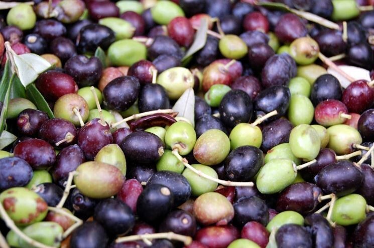 Pianta di olivo Frantoio