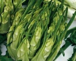 HORTUS Gran Raccolto Cicoria Catalogna Puntarelle di Galatina