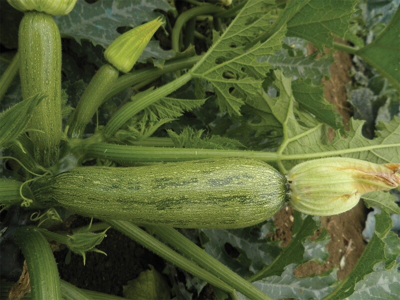HORTUS Gran Raccolto Zucchino Greyzini F1