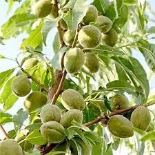 Albero di Mandorlo