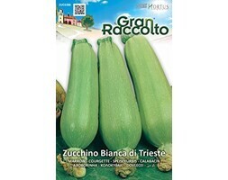 HORTUS Gran Raccolto Zucchino Bianca di Trieste