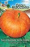 HORTUS Gran Raccolto Zucca Quintale Seme Giallo