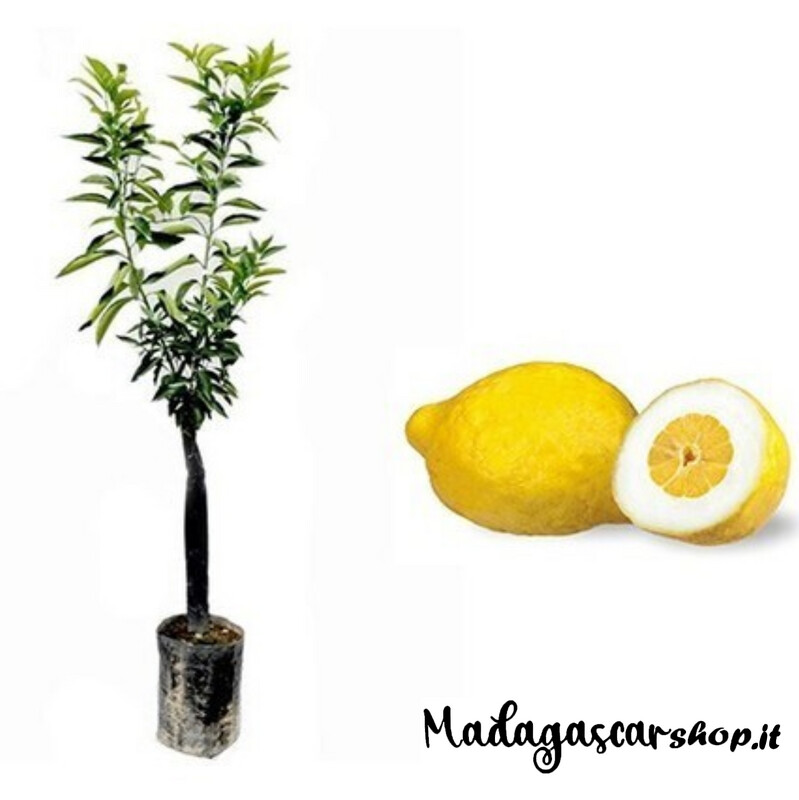 Pianta di Cedro in fitocella