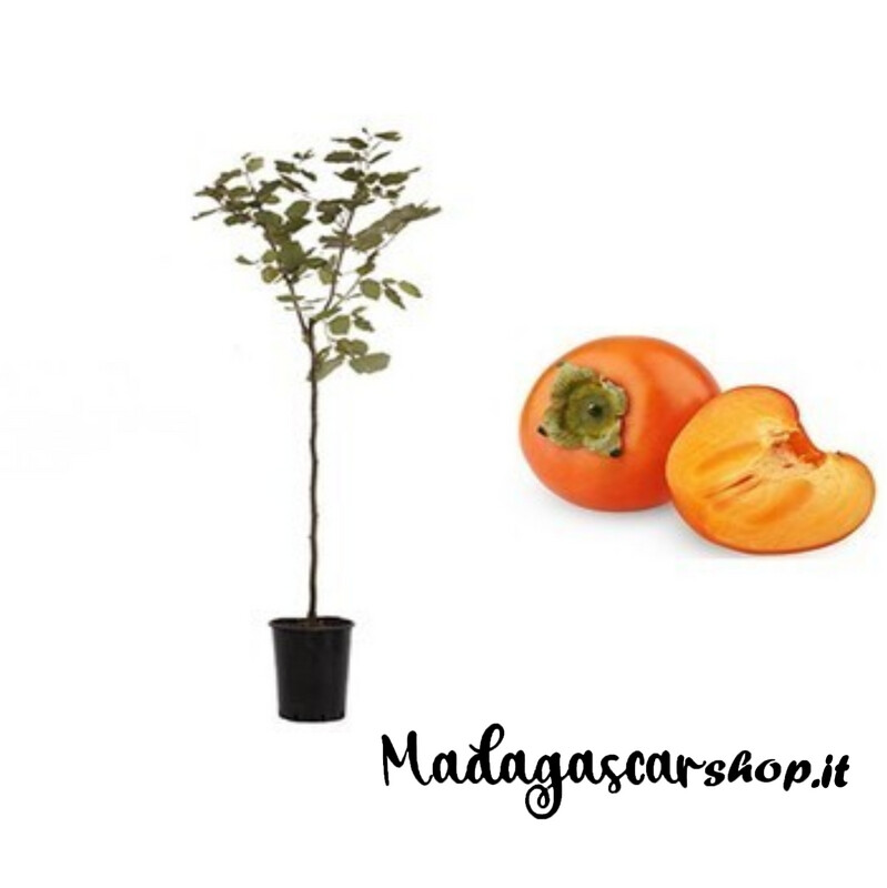 Albero di Kako Mela