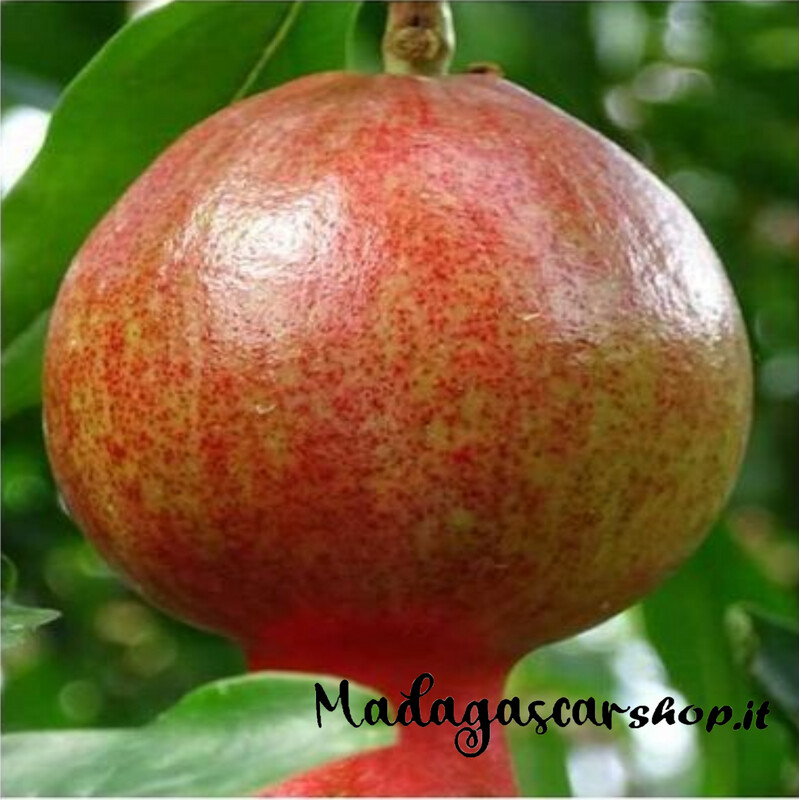 Albero di Melograno Dente di Cavallo