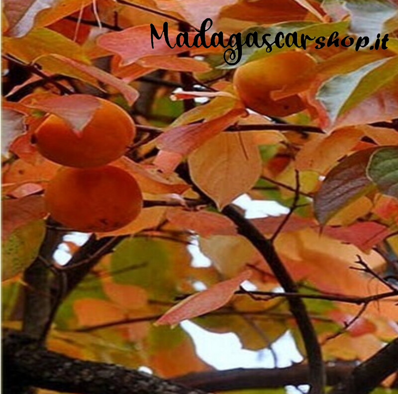 Albero di Kako Tipo