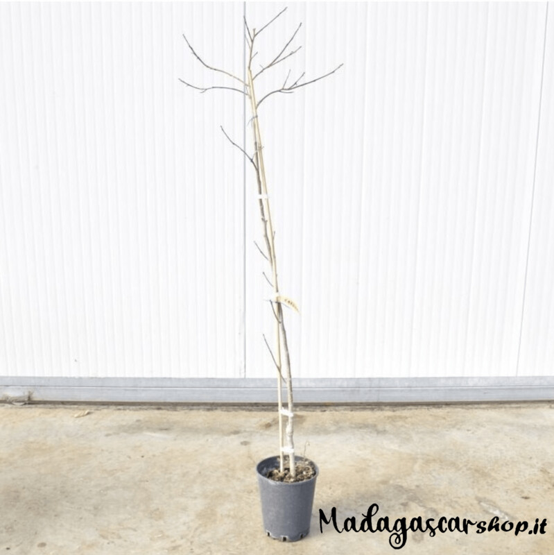 Albero di Kako Vaniglia